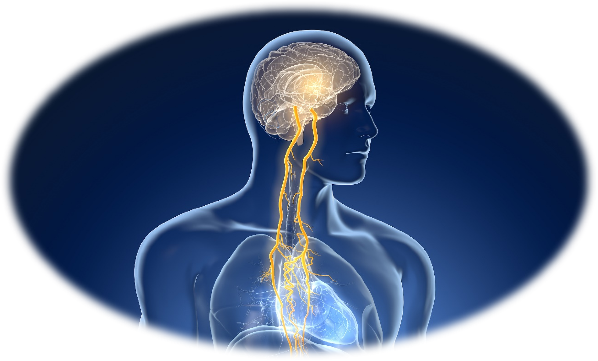 迷走神经刺激神经通路示意